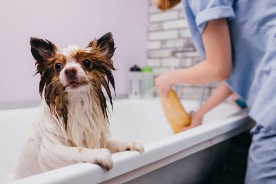 Pet Grooming and Pet Sitting Insurance in Greenwald, MN by Greenwald Insurance Agency Inc