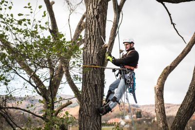 Tree Trimming Insurance in Greenwald, MN by Greenwald Insurance Agency Inc